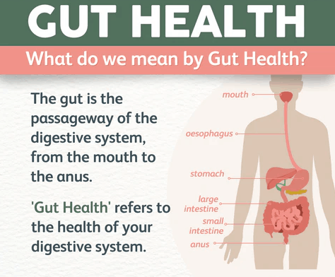 Gut health illustration with microbiota, digestion, and nutrition icons.